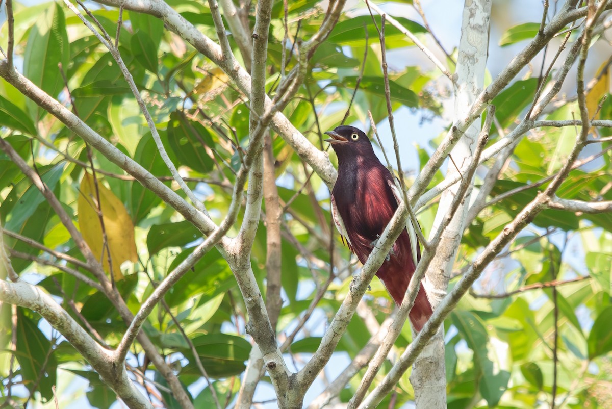 Pompadour Cotinga - ML643281682