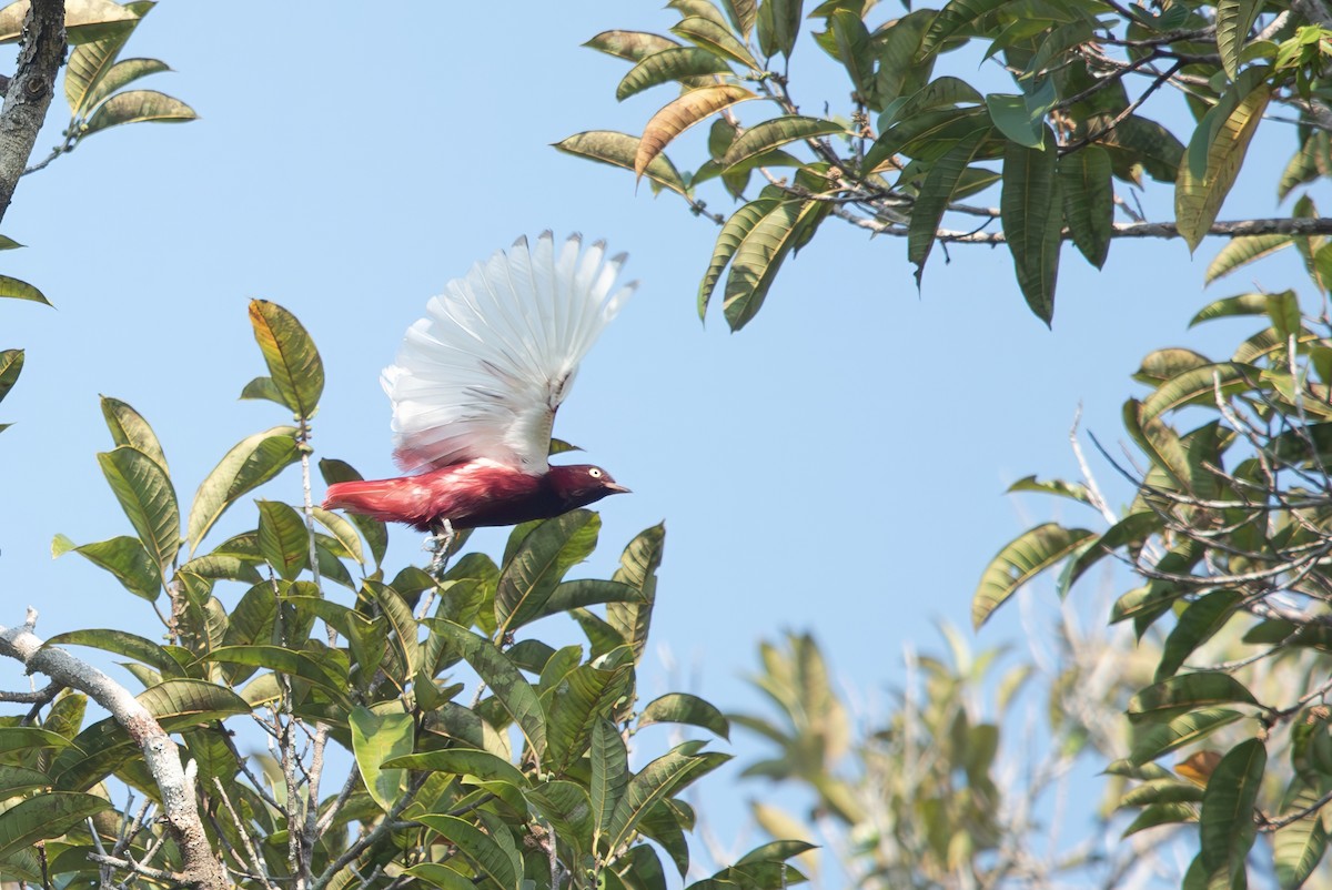 Pompadour Cotinga - ML643281686