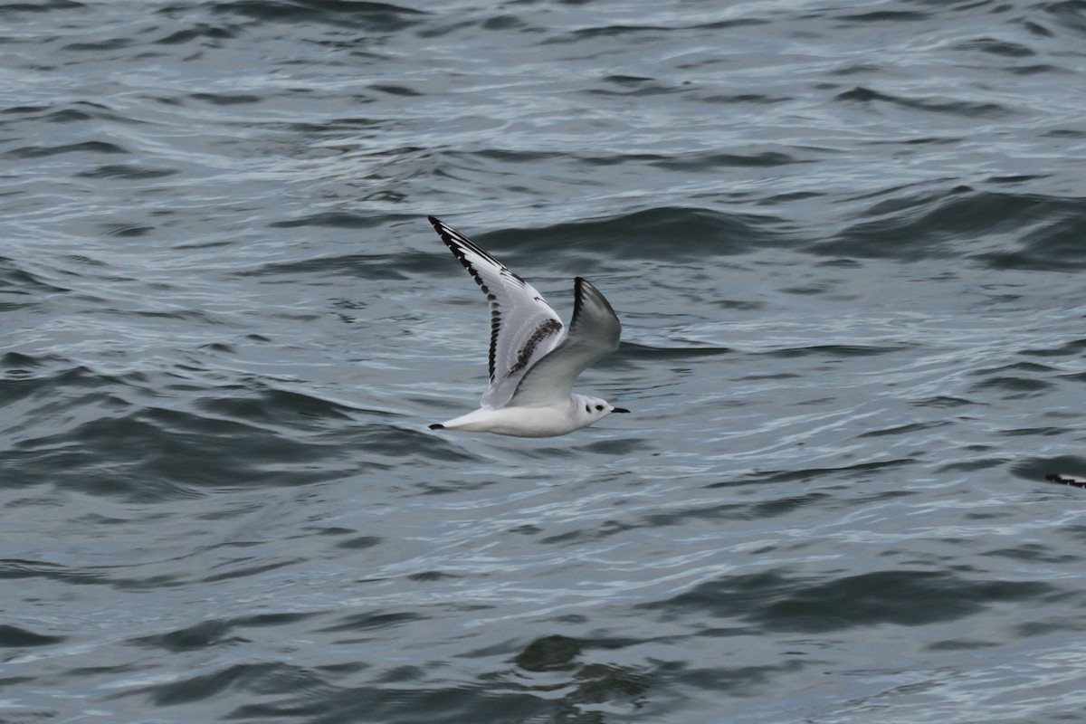 Bonaparte's Gull - ML643281688