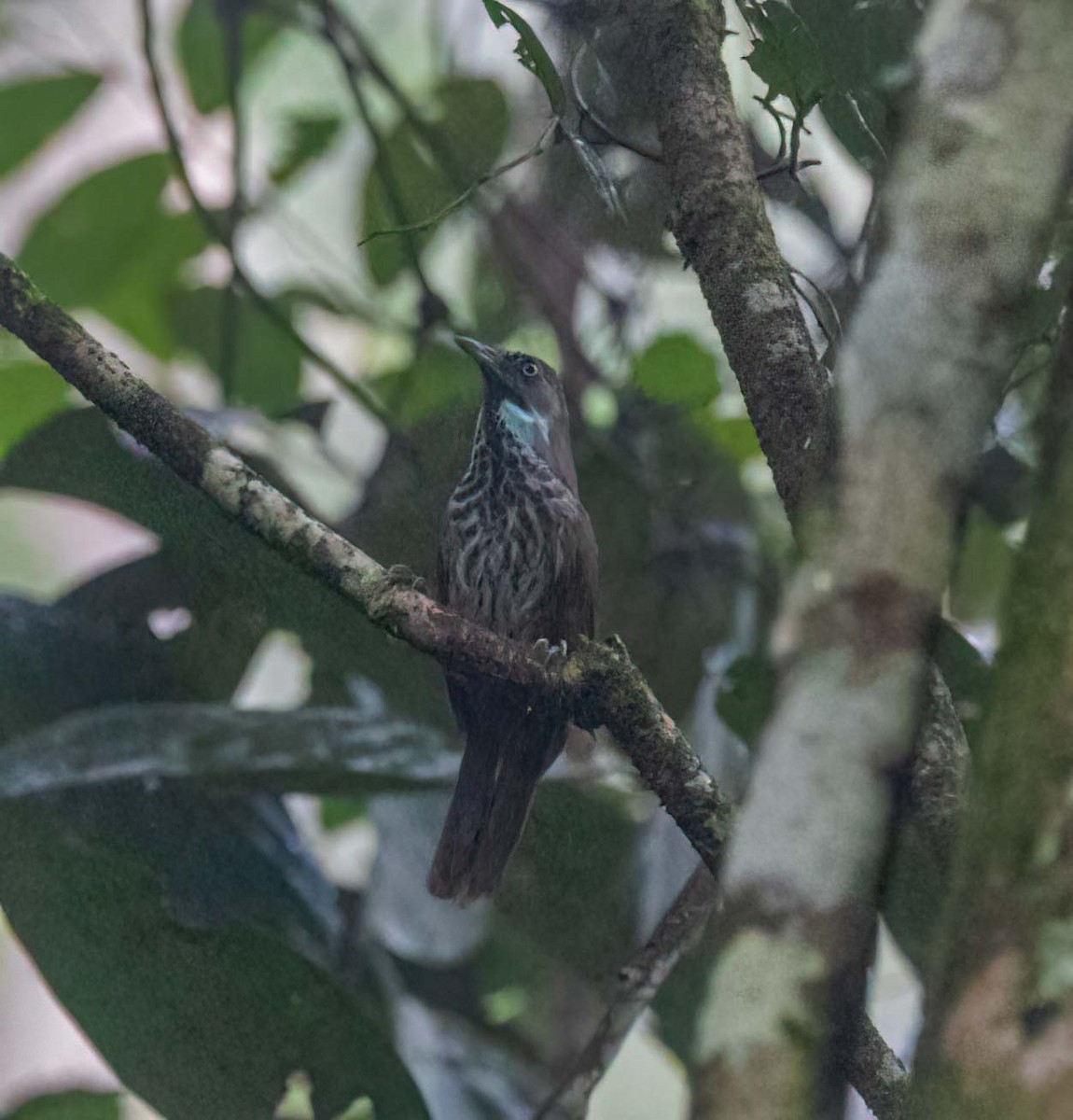 Chestnut-rumped Babbler - ML643281693