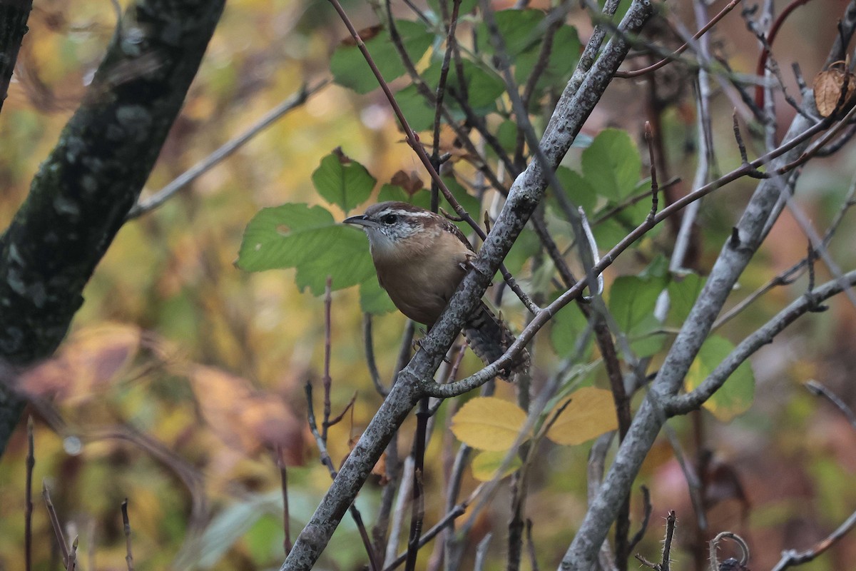 Carolina Wren - ML643281697