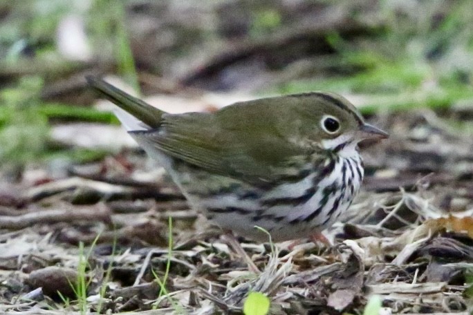 Ovenbird - ML643281701