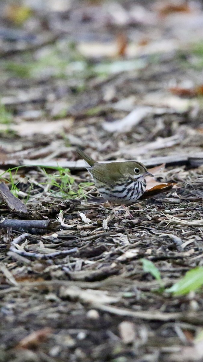 Ovenbird - ML643281702