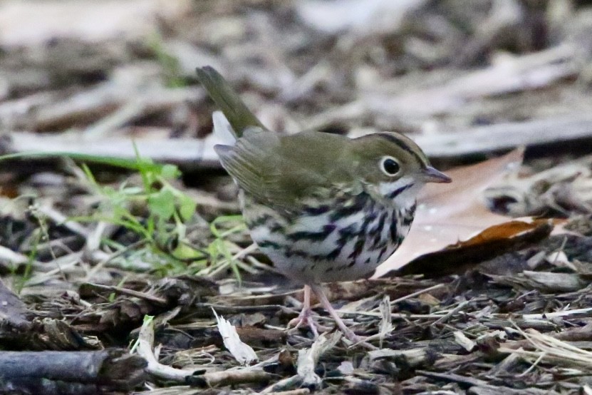 Ovenbird - ML643281703