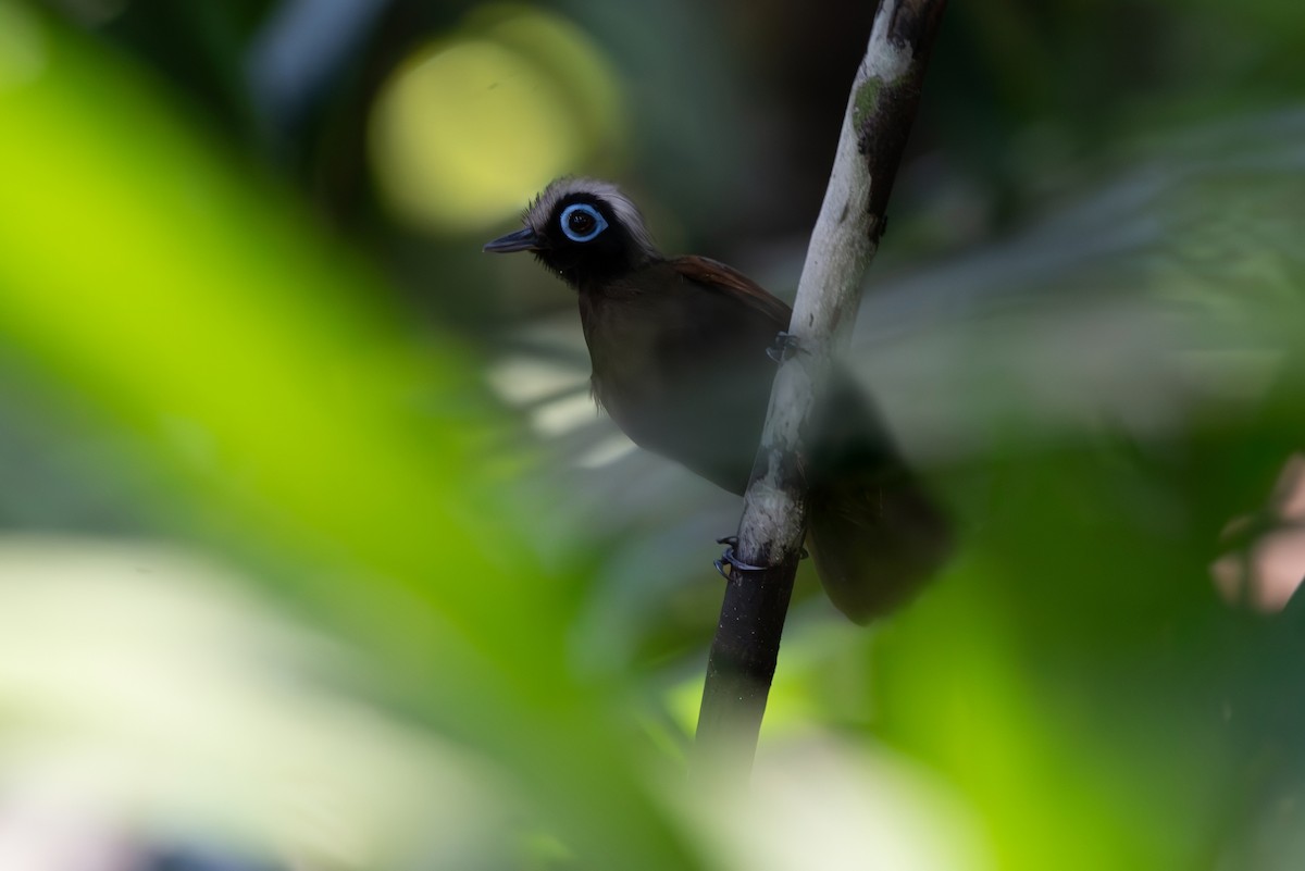 Hairy-crested Antbird - ML643281707