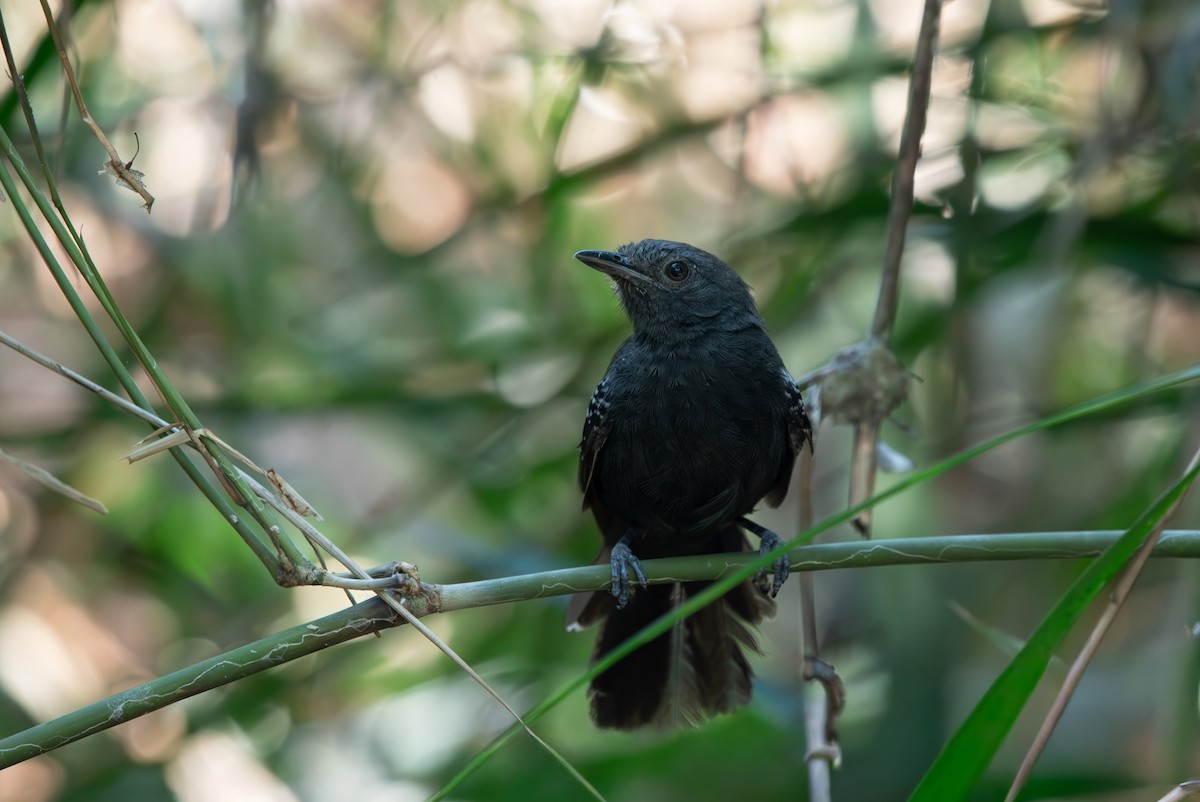 Manu Antbird - ML643281720