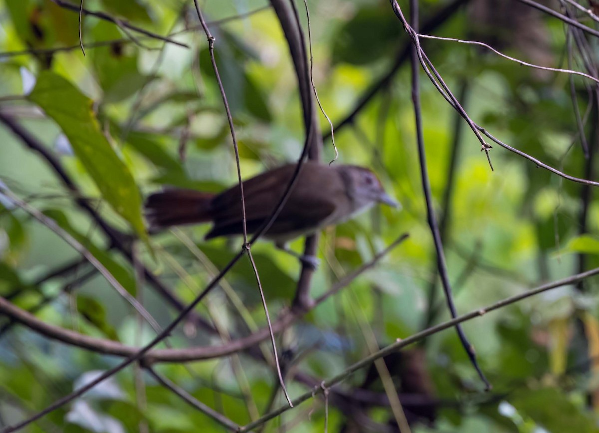 Rufous-crowned Babbler - ML643281721