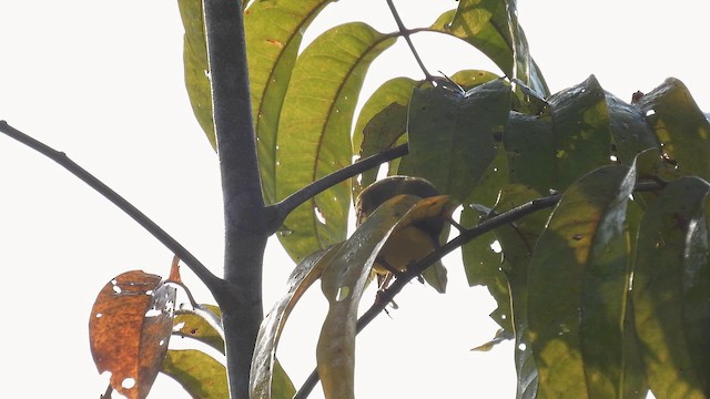 Masked Yellowthroat - ML643281725