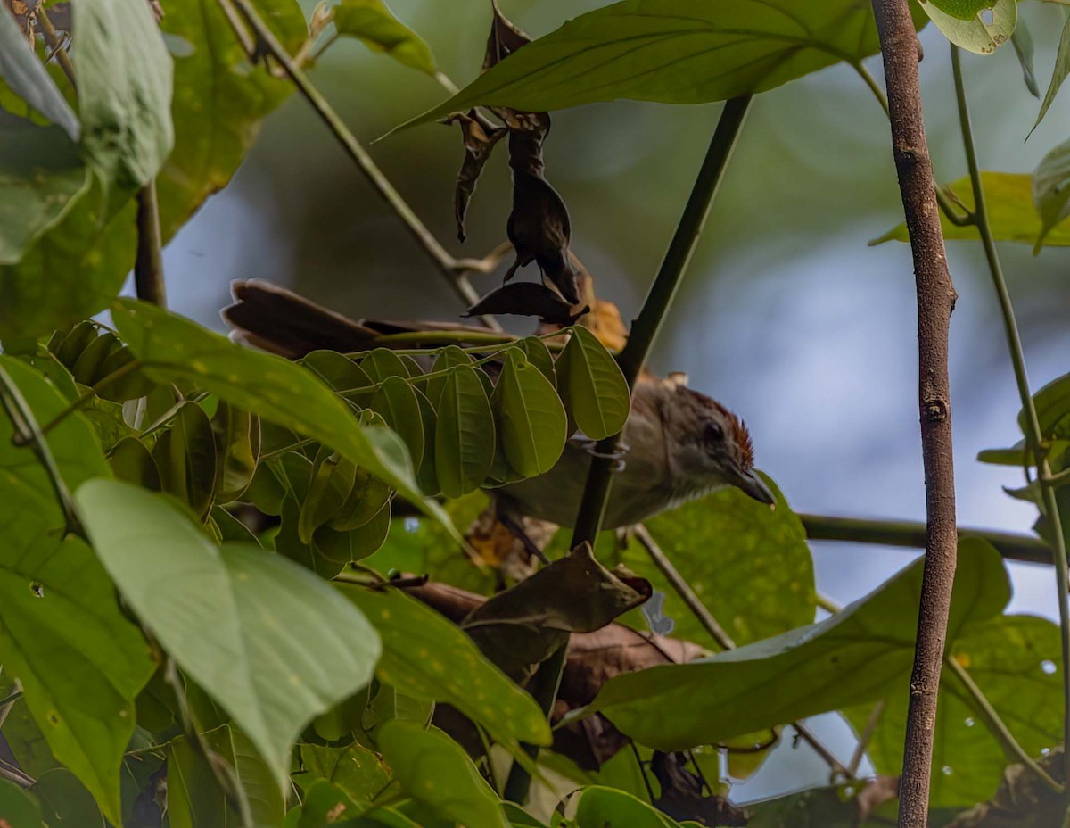 Rufous-crowned Babbler - ML643281731