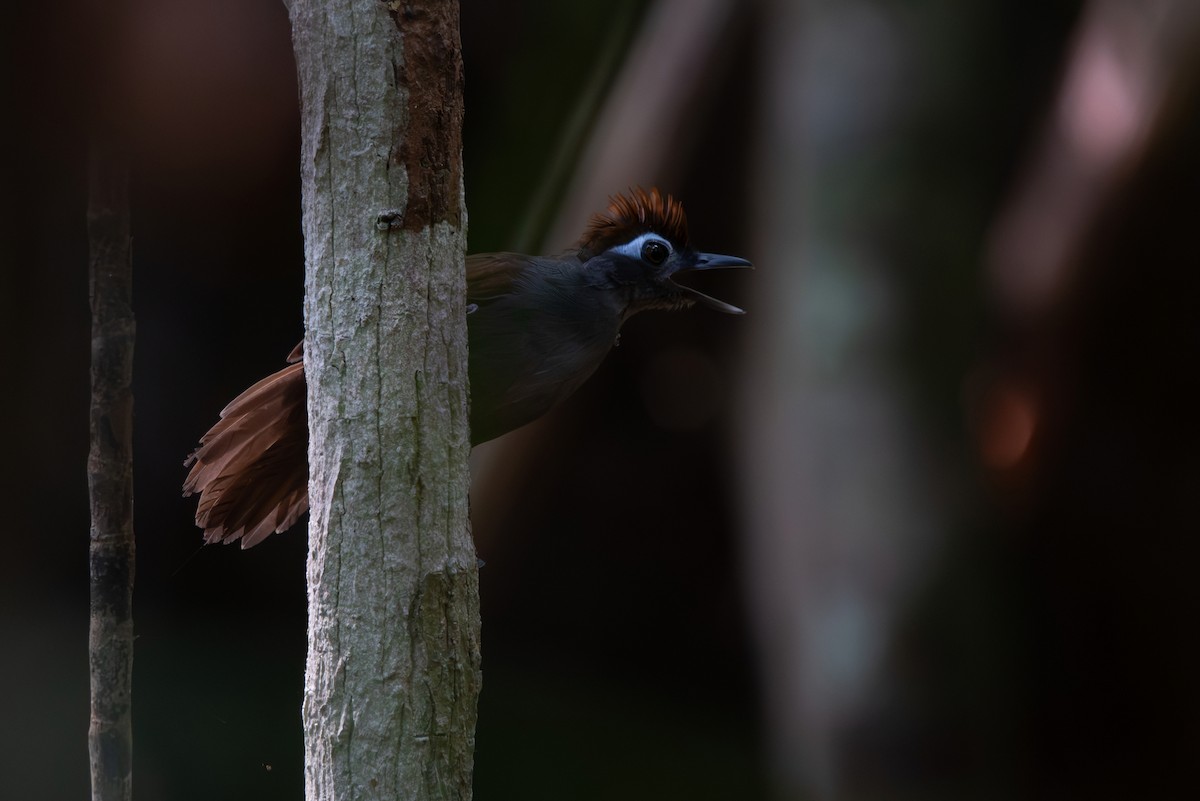 Sooty Antbird - ML643281735