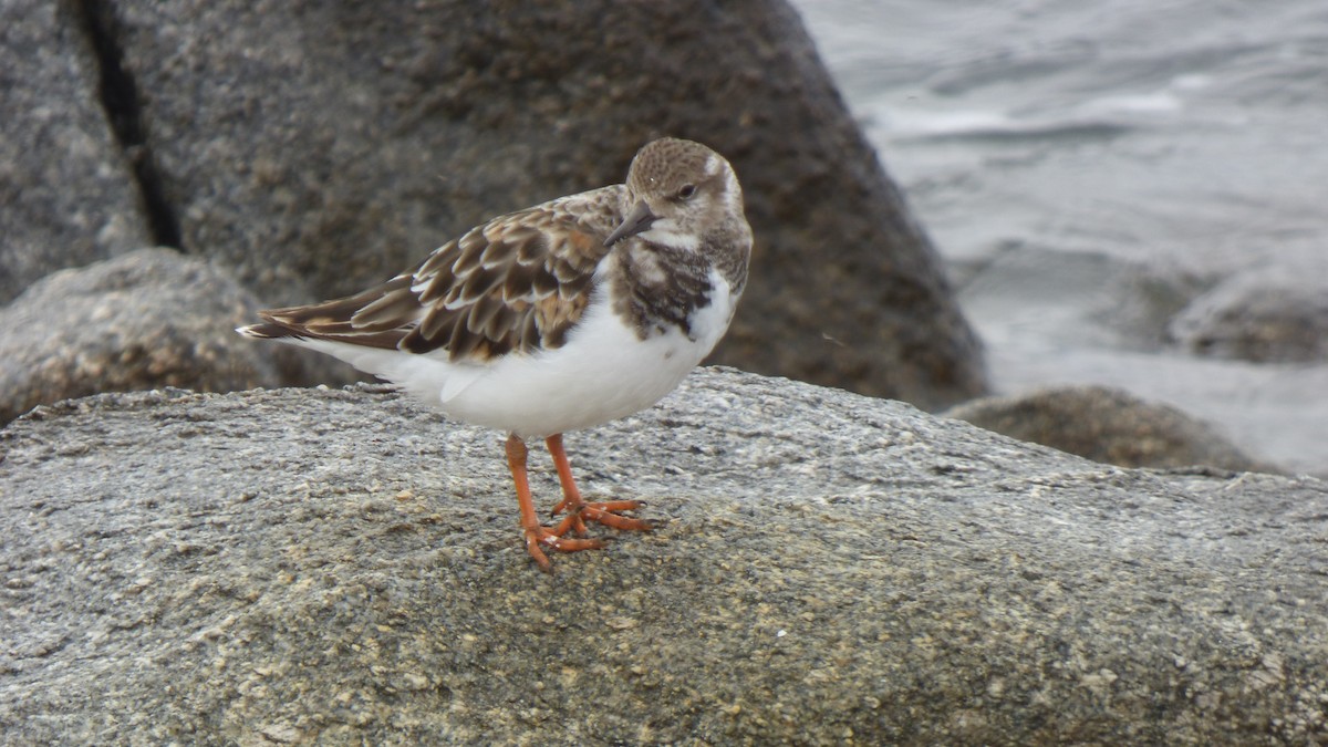 Ruddy Turnstone - ML643281738