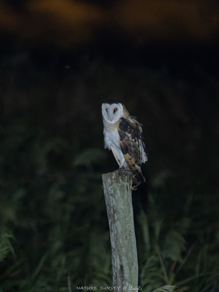 Lechuza Patilarga - ML643281740