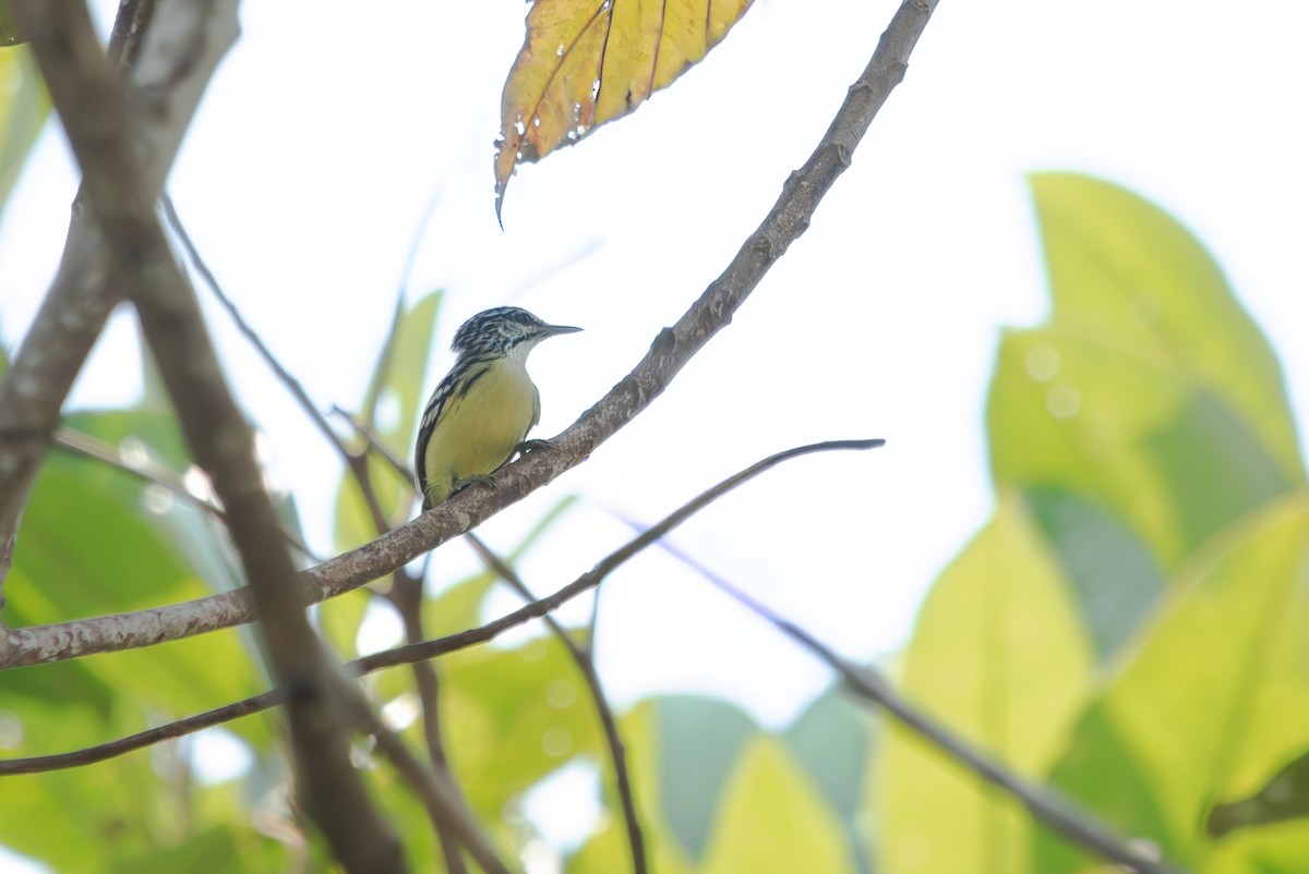 Pygmy Antwren - ML643281741
