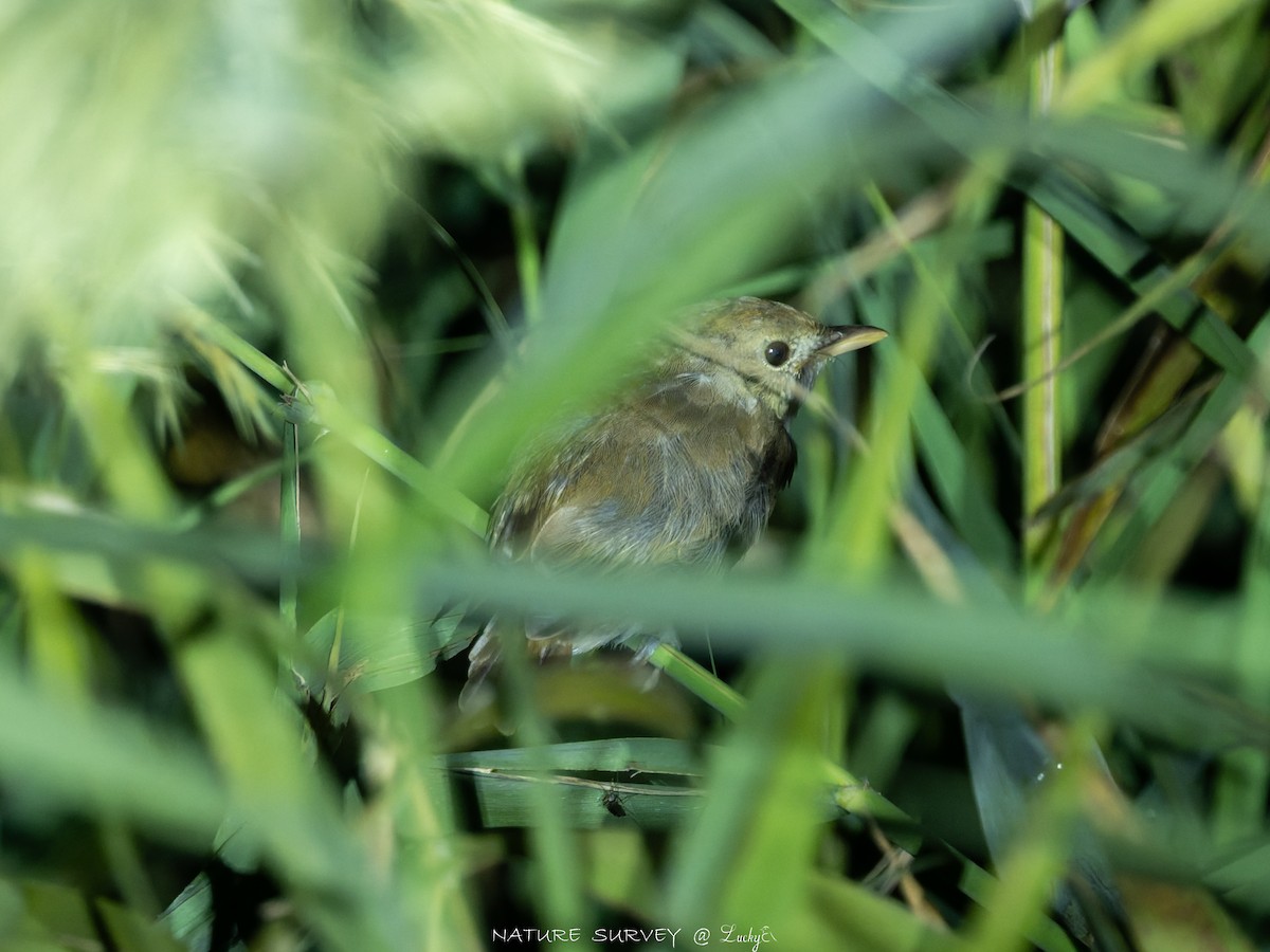 Thick-billed Warbler - ML643281747