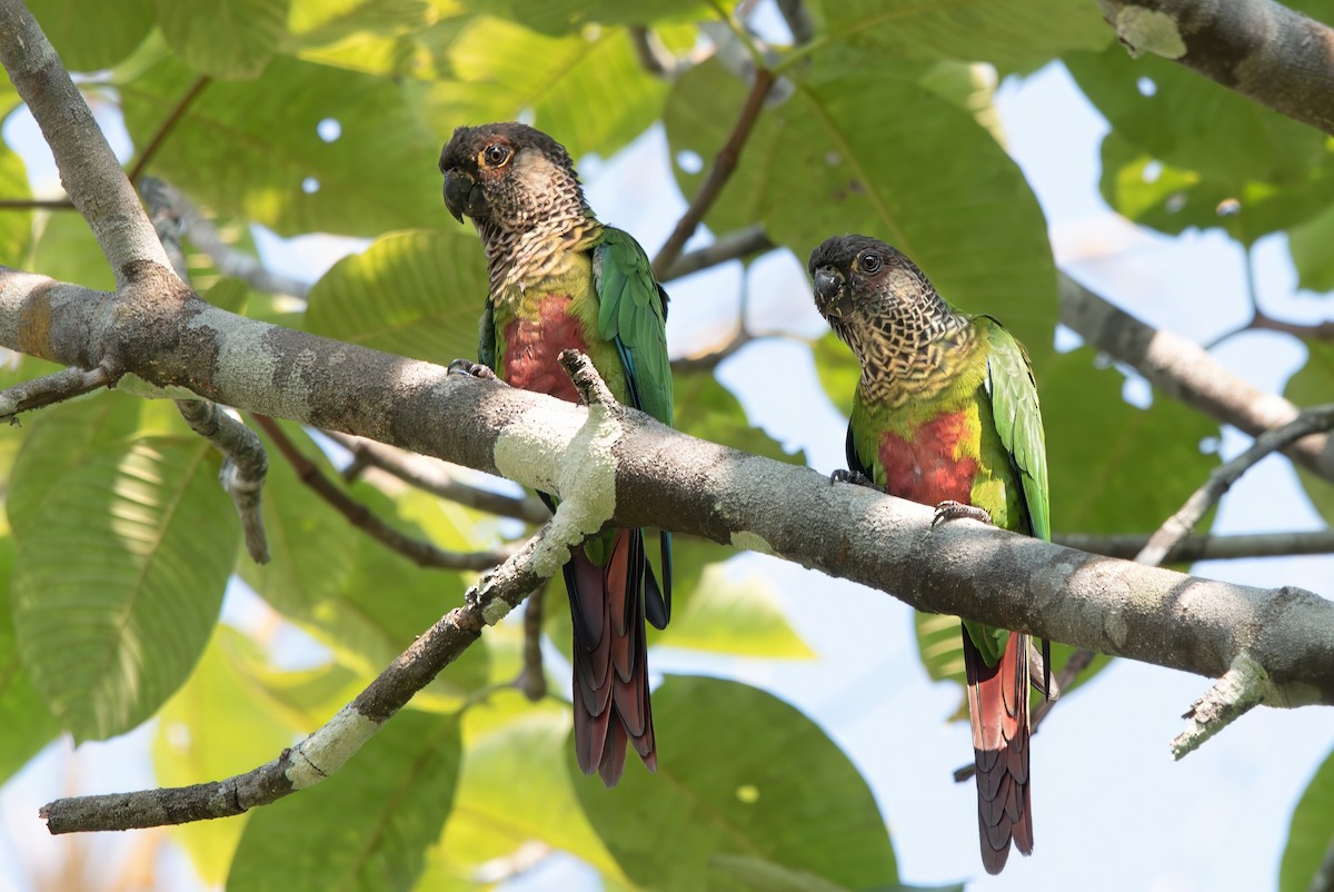 Bonaparte's Parakeet - ML643281748