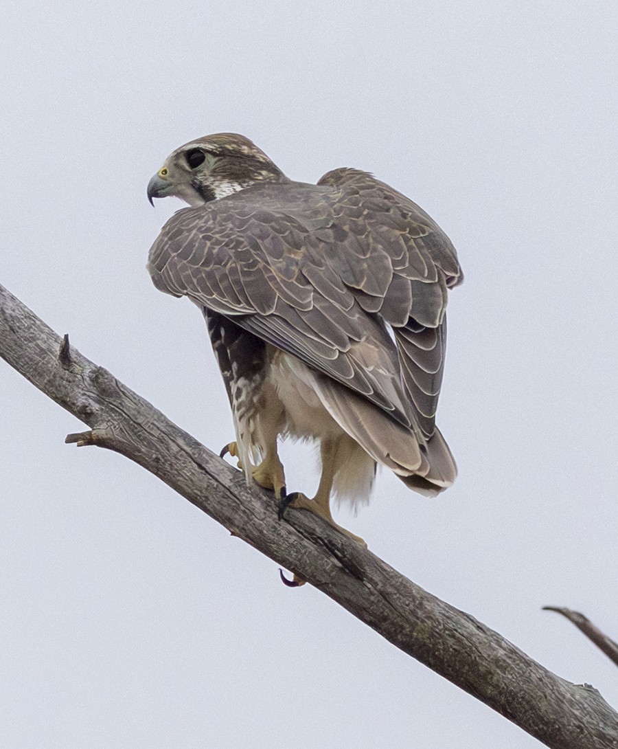 Prairie Falcon - ML643281757