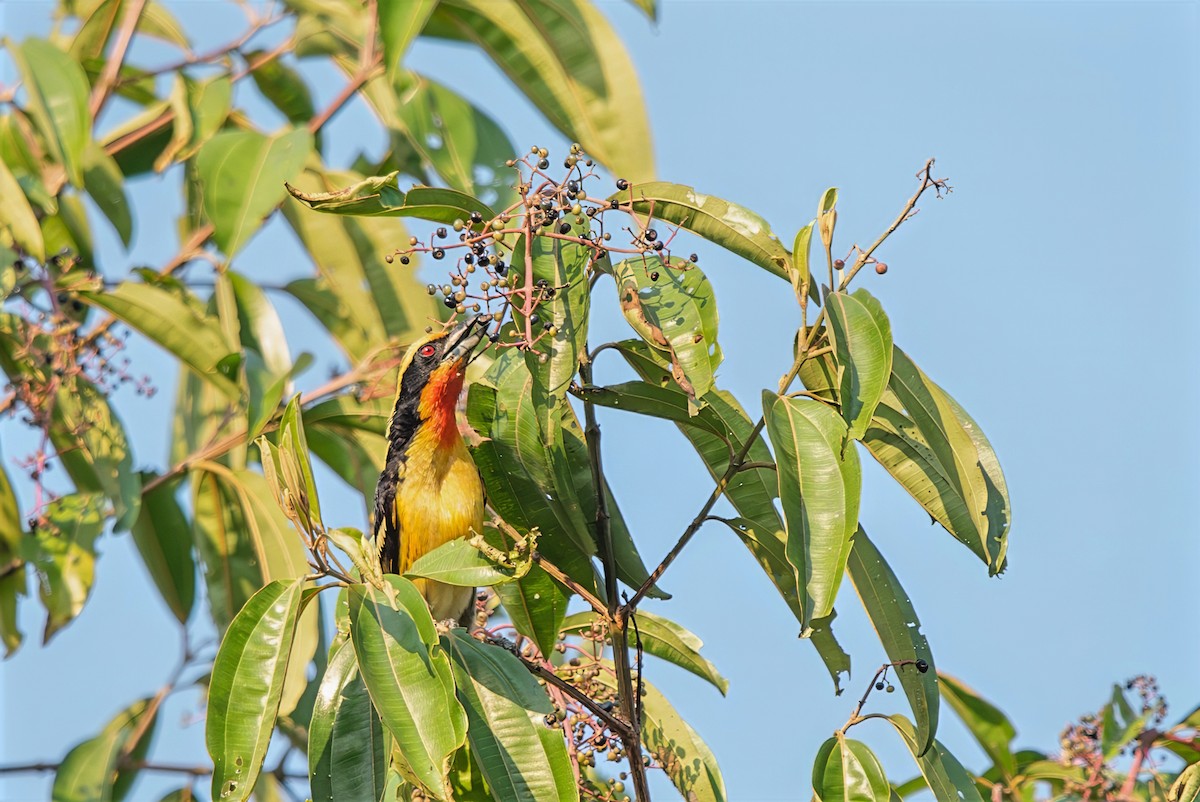 Gilded Barbet - ML643281758