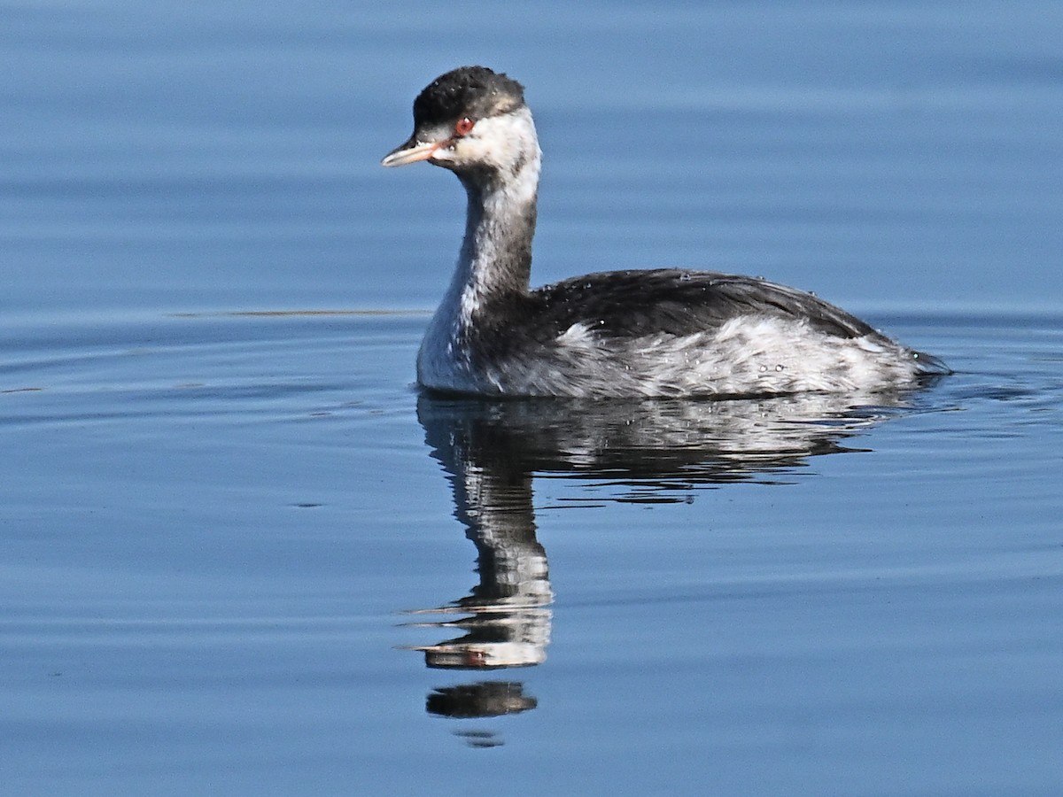 Horned Grebe - ML643281760