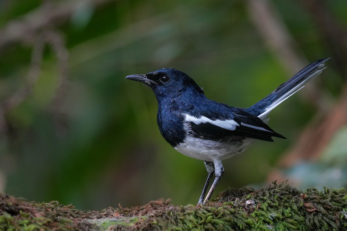 Oriental Magpie-Robin - ML643281768