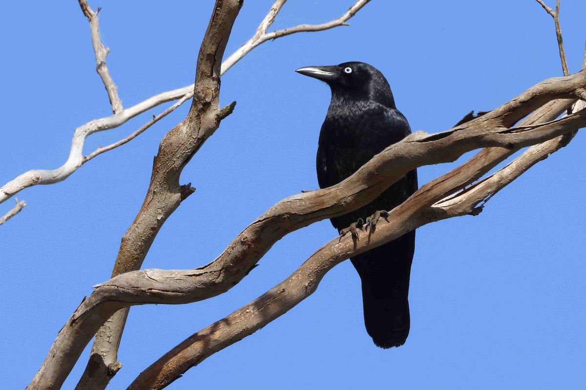 Corbeau de Tasmanie - ML643281778