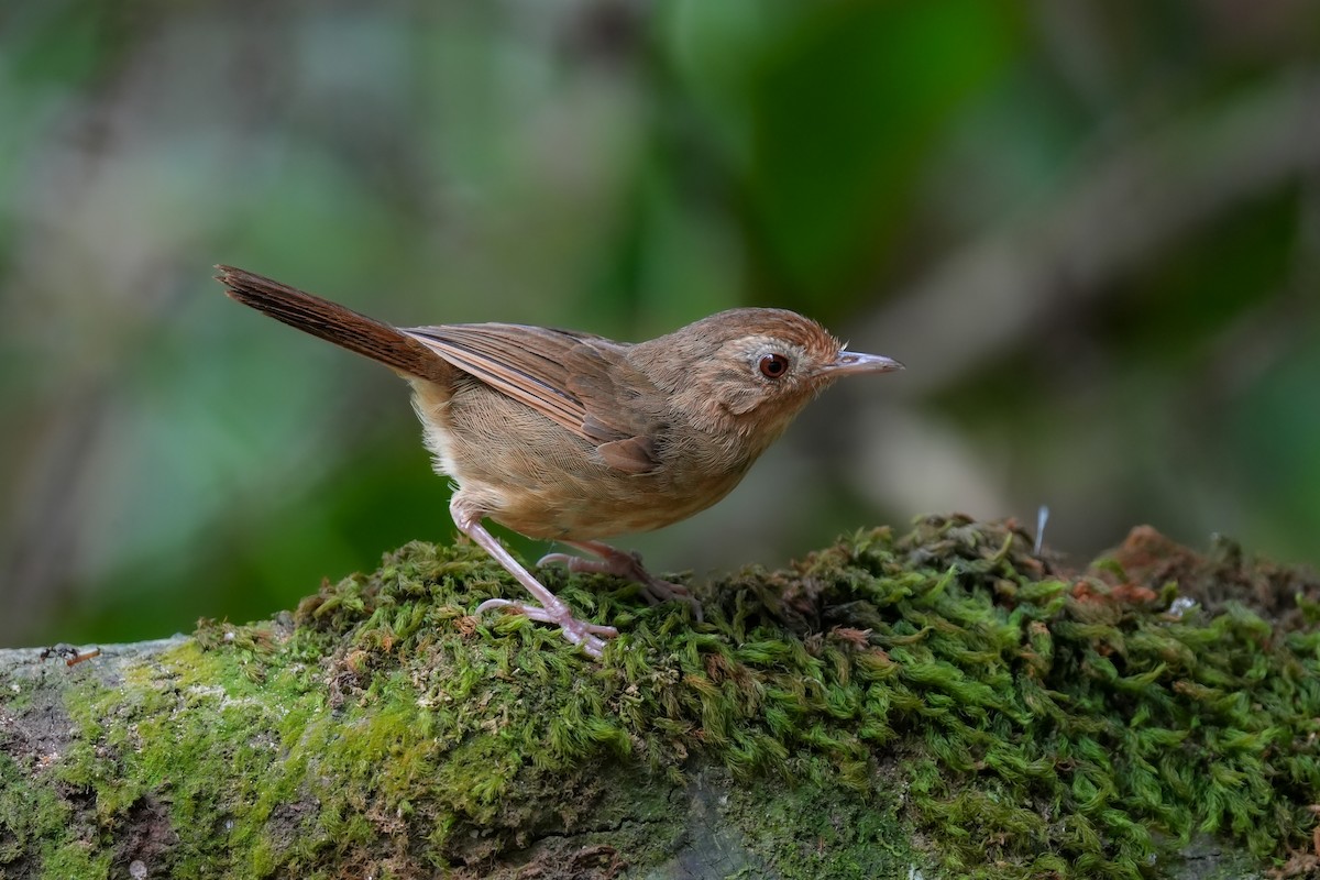 Buff-breasted Babbler - ML643281801