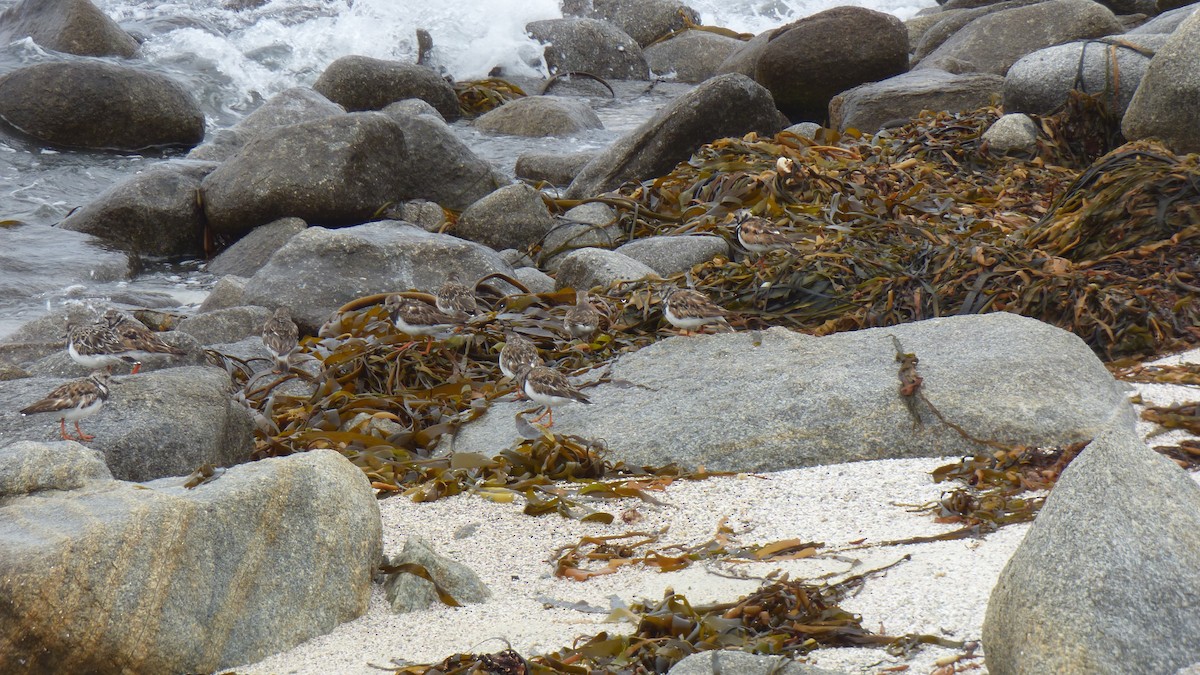Ruddy Turnstone - ML643281807