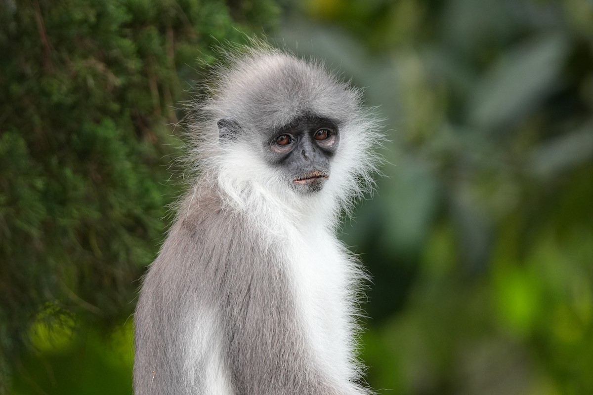 Animals - ML643281809