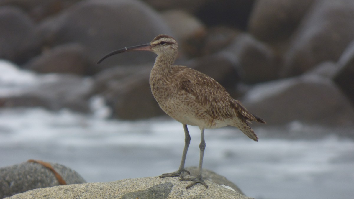 Hudsonian Whimbrel - ML643281843