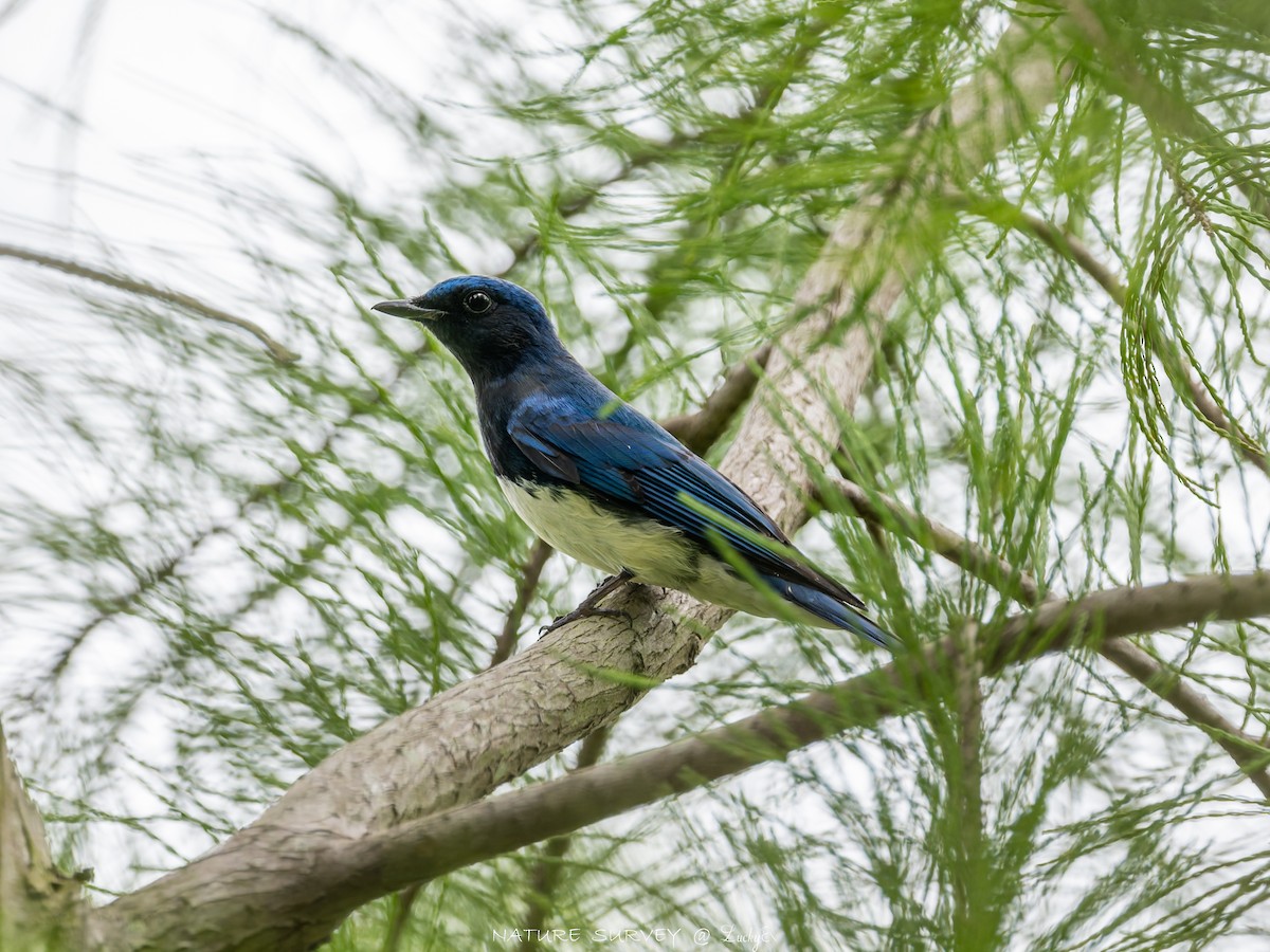 Blue-and-white Flycatcher - ML643281846