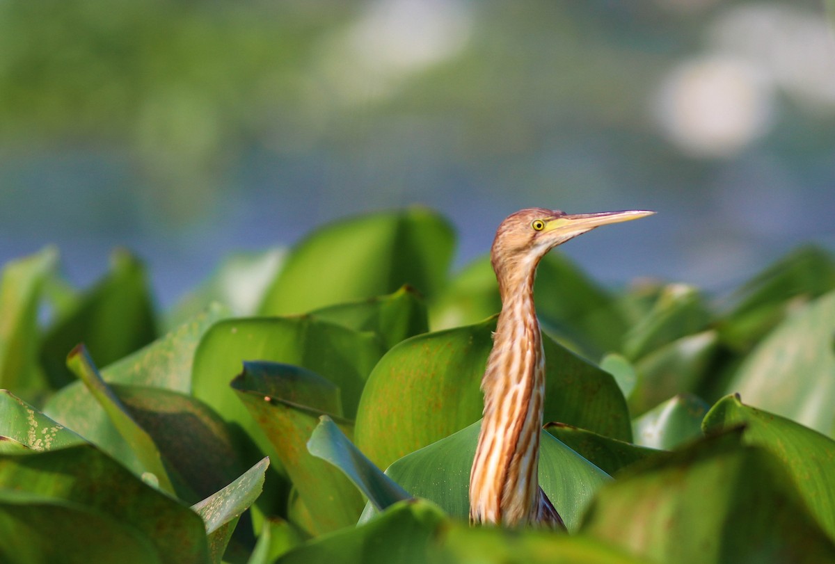 黃小鷺 - ML643281848