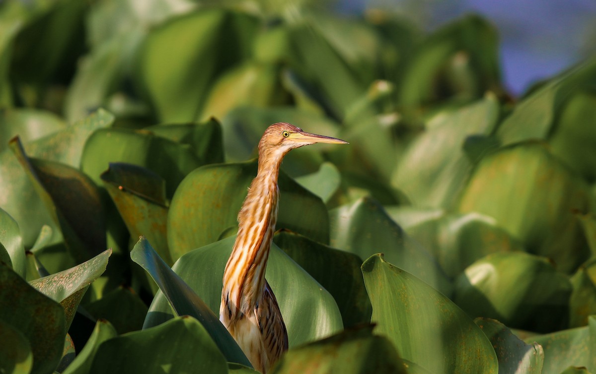 黃小鷺 - ML643281849