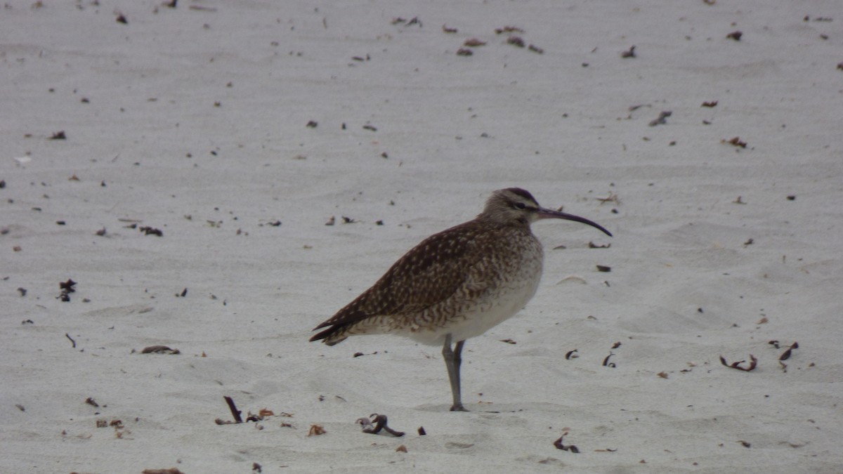 Hudsonian Whimbrel - ML643281851