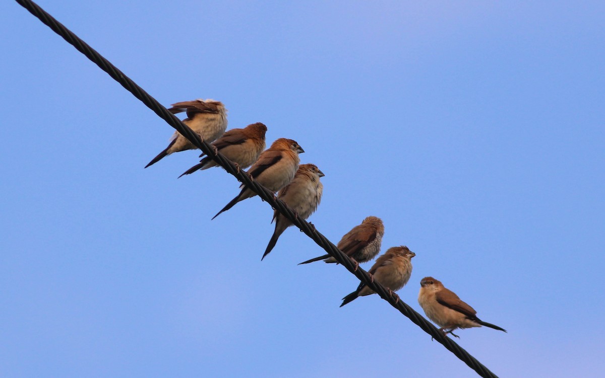 白喉文鳥 - ML643281863