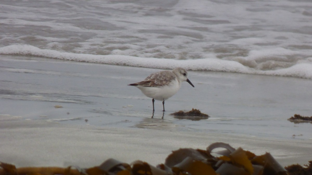 Sanderling - ML643281864
