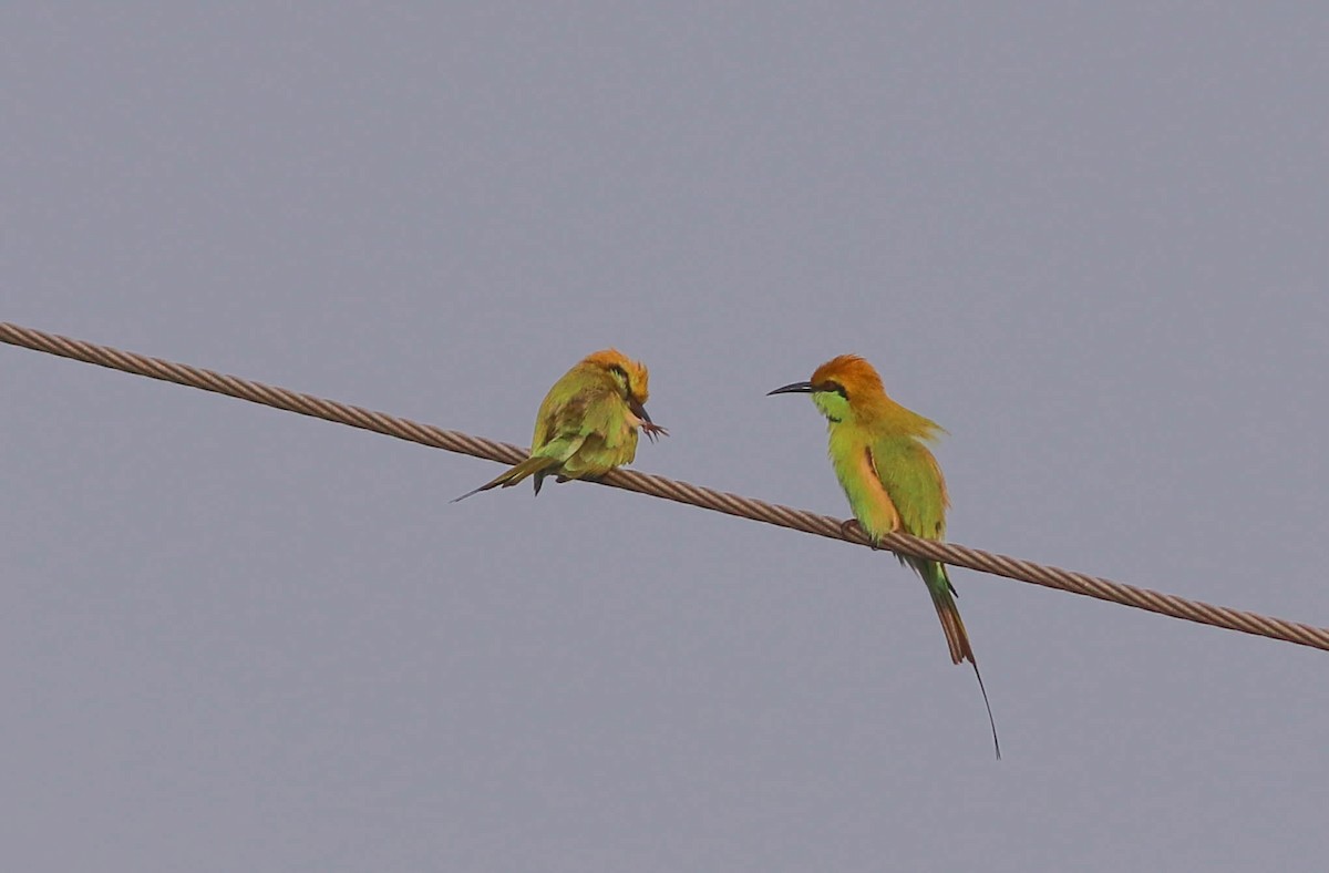 Asian Green Bee-eater - ML643281867