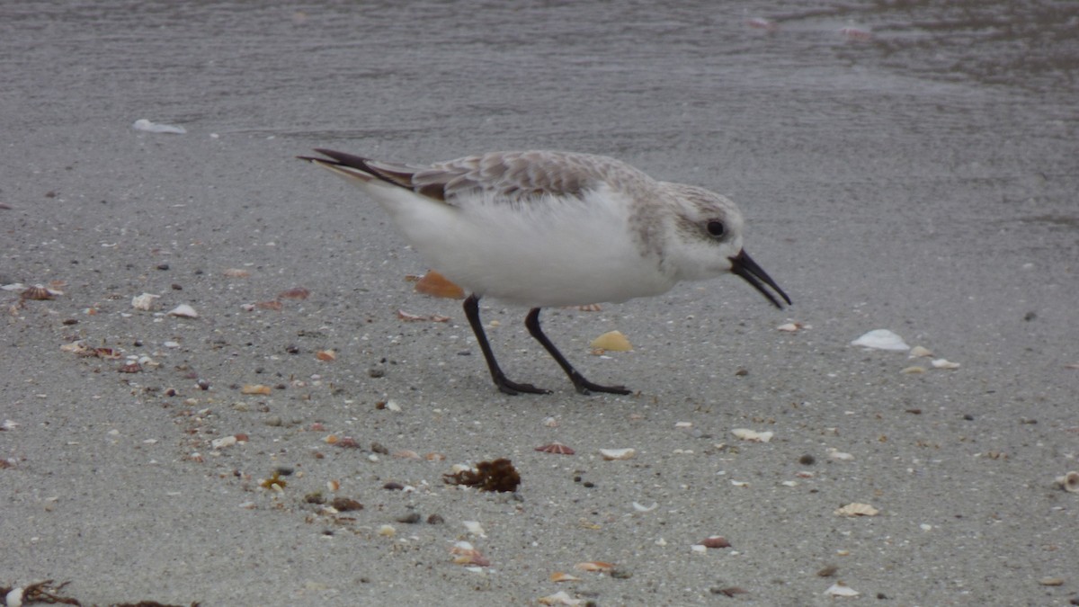 Sanderling - ML643281871