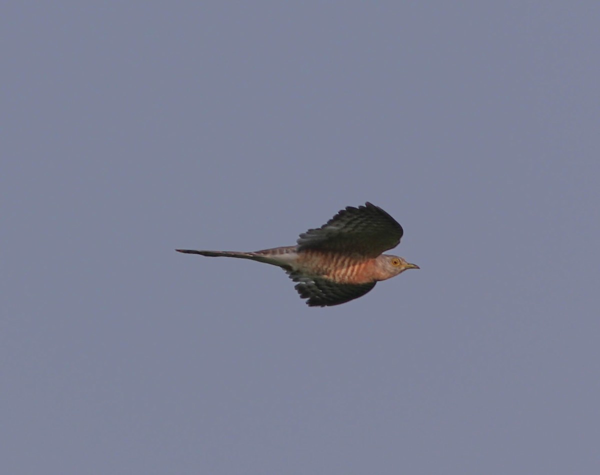 Common Hawk-Cuckoo - ML643281872