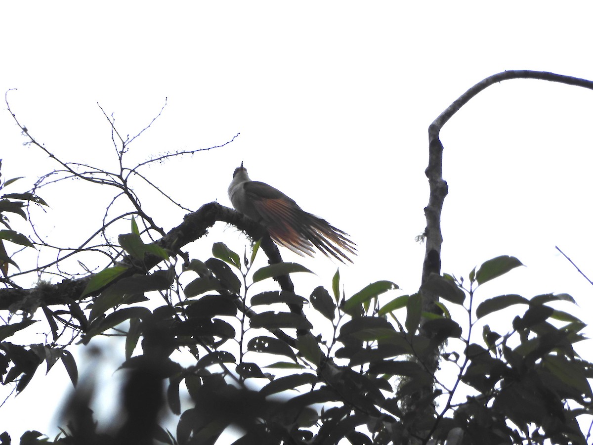 Yellow-billed Cuckoo - ML643281873
