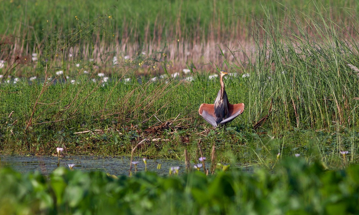 紫鷺 - ML643281874