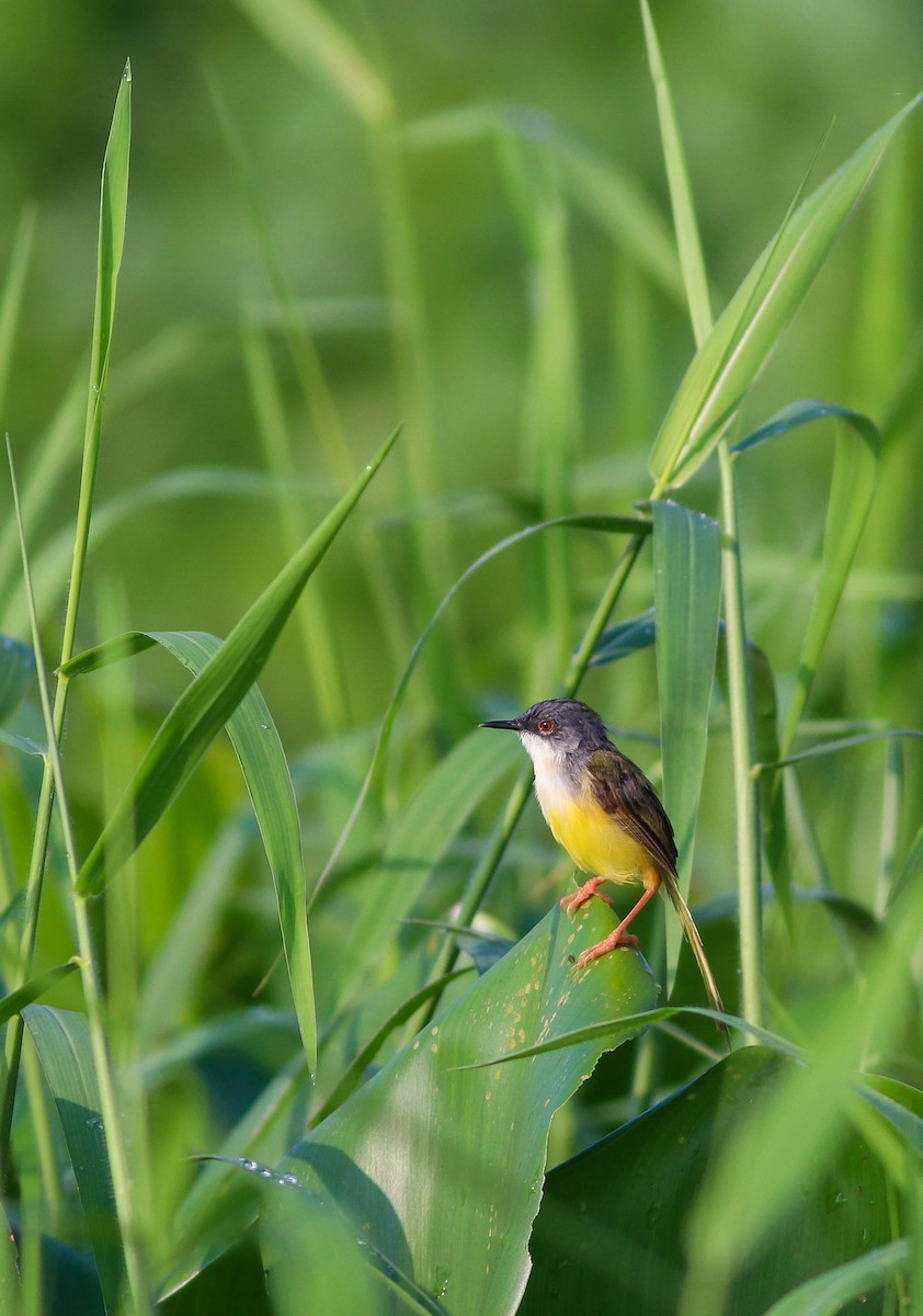 灰頭鷦鶯 - ML643281879