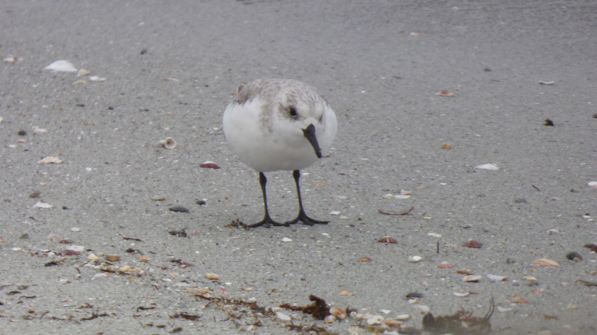 Sanderling - ML643281881