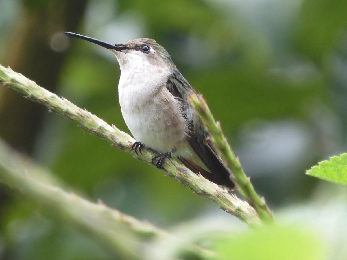 Ruby-throated Hummingbird - ML643281882