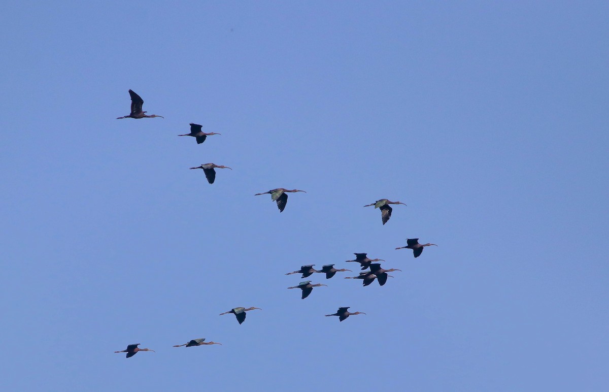 彩䴉 - ML643281897