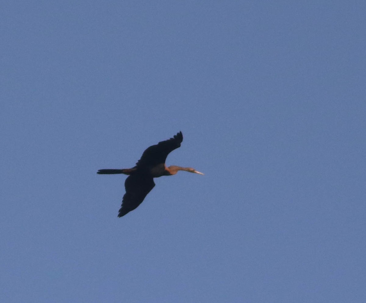 Oriental Darter - ML643281904