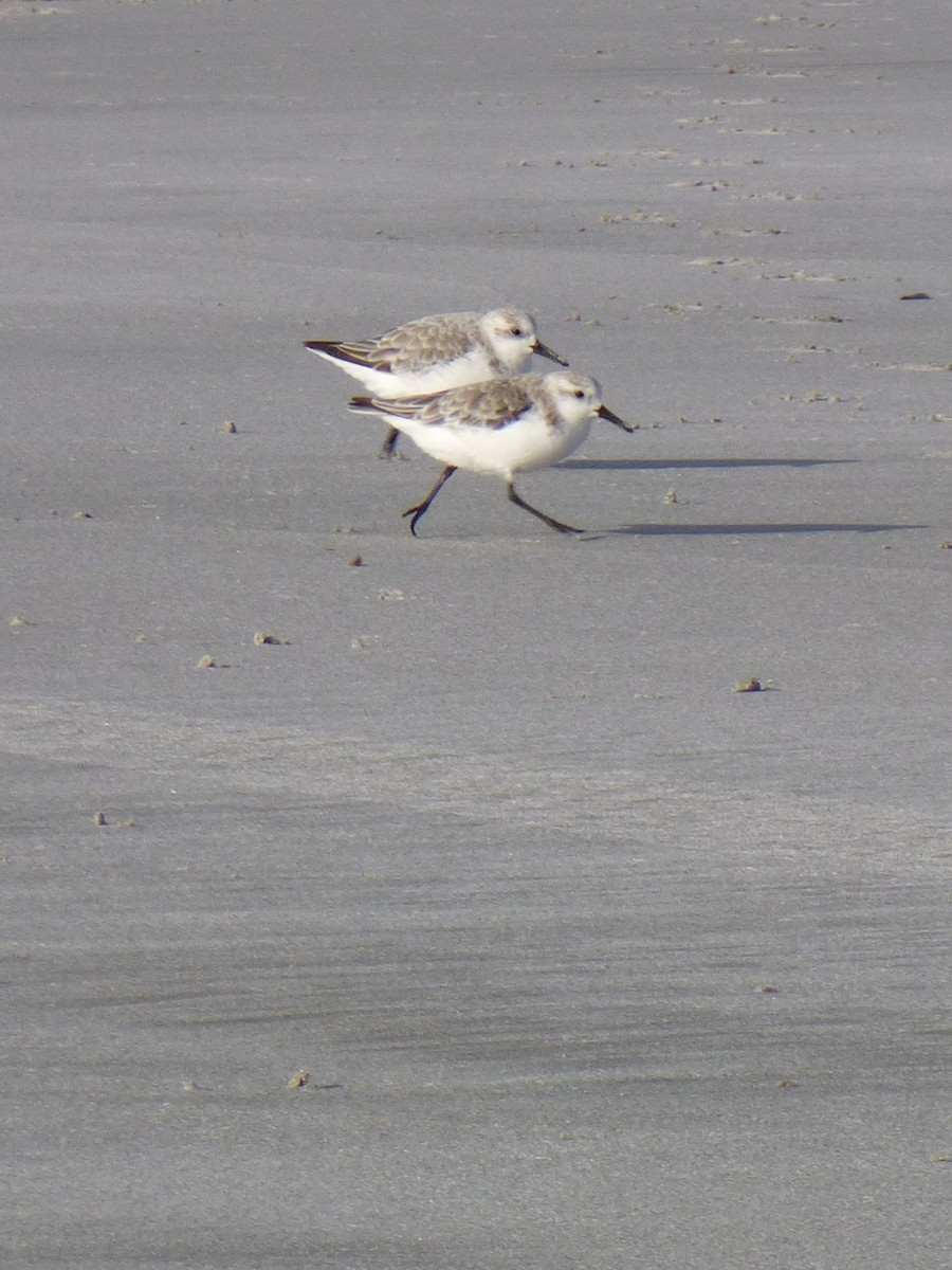 Sanderling - ML643281906