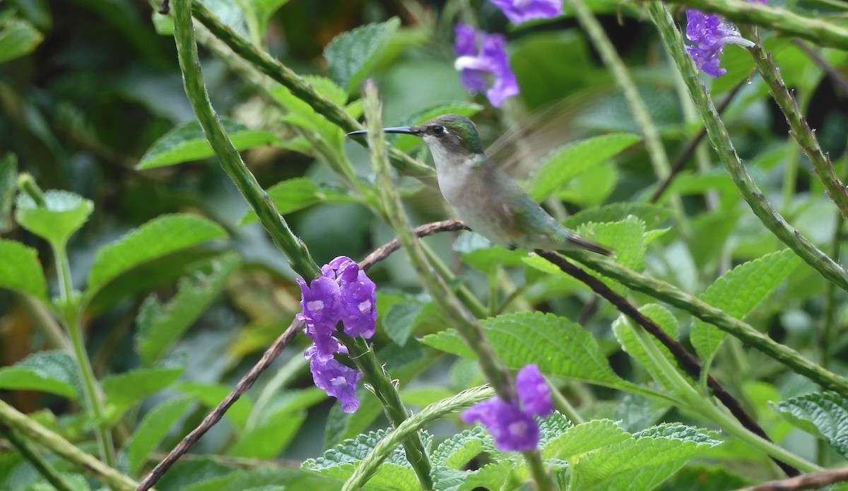 Ruby-throated Hummingbird - ML643281907