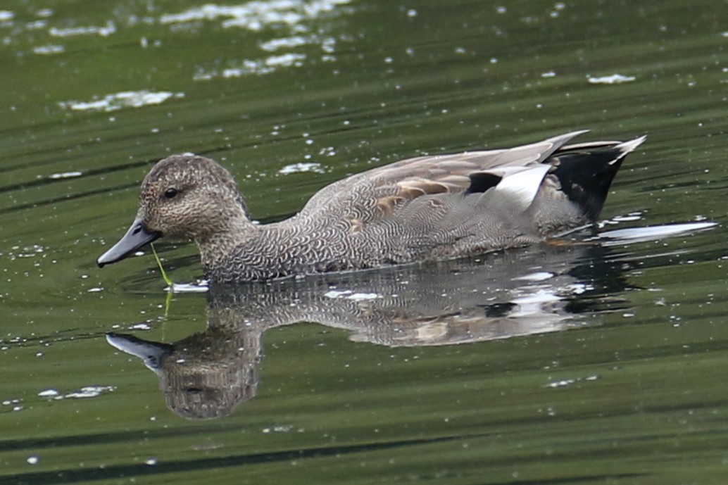 Бор нугас - ML643281924