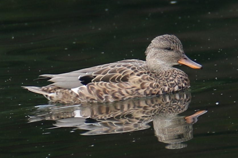 Бор нугас - ML643281929