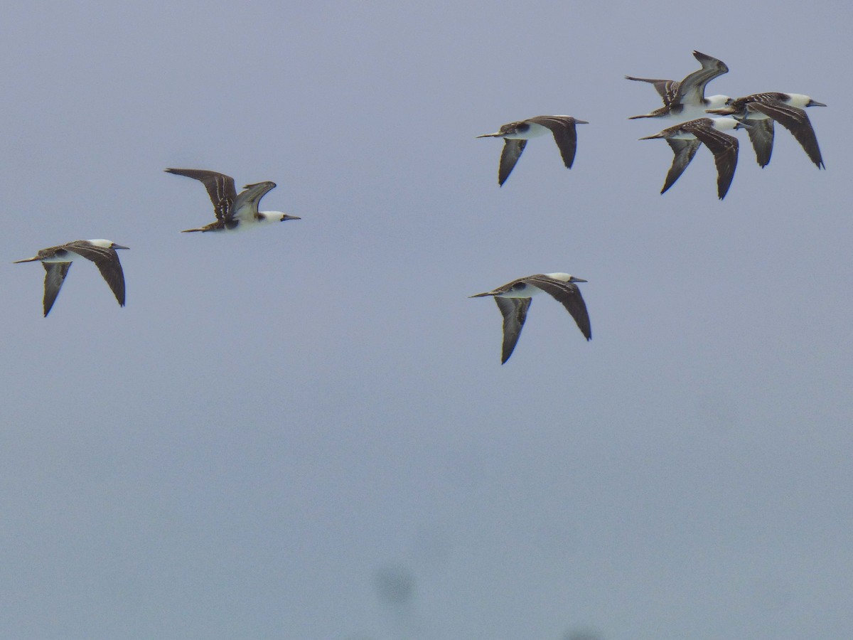 Peruvian Booby - ML643281942