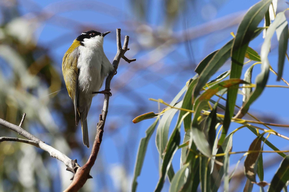 White-naped Honeyeater - ML643281950